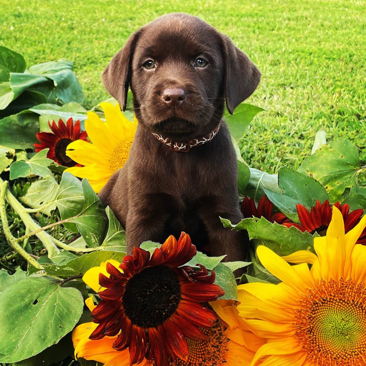 AKC English Yellow Lab Puppies - Ready Now! Call/Text 540-226-3677 breeder image 10