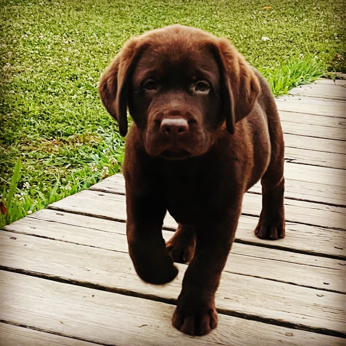 AKC English Yellow Lab Puppies - Ready Now! Call/Text 540-226-3677 breeder image 12