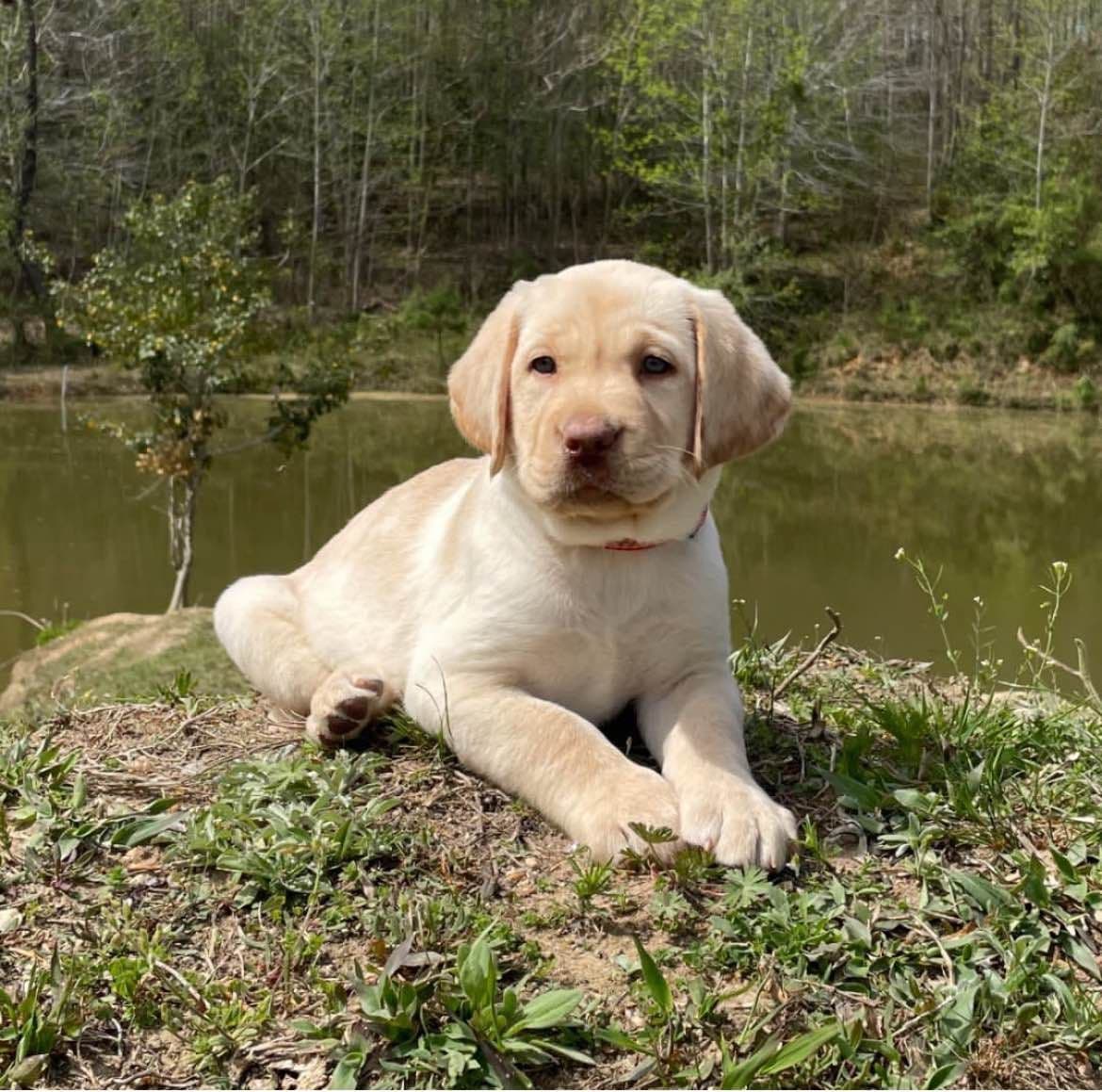 AKC English Yellow Lab Puppies - Ready Now! Call/Text 540-226-3677 breeder image 1