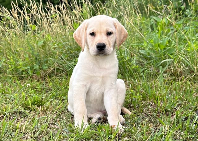 AKC English Yellow Lab Puppies - Ready Now! Call/Text 540-226-3677 media 2