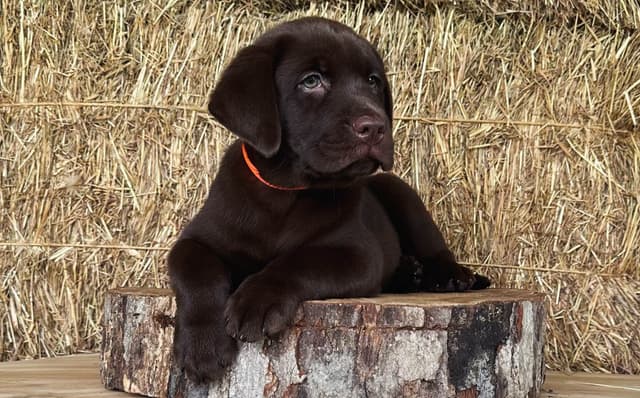AKC REGISTERED ENGLISH LAB PUPPIES 540-226-3677 media 3