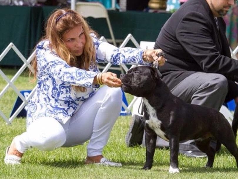 ADORABULL 38+yr EXPERIENCED Silver Achievement Level BREEDER OF MERIT breeder image 21