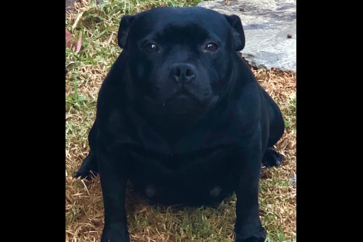 ADORABULL 38+yr EXPERIENCED Silver Achievement Level BREEDER OF MERIT breeder image 29
