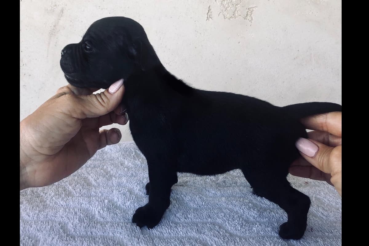ADORABULL 38+yr EXPERIENCED Silver Achievement Level BREEDER OF MERIT breeder image 32
