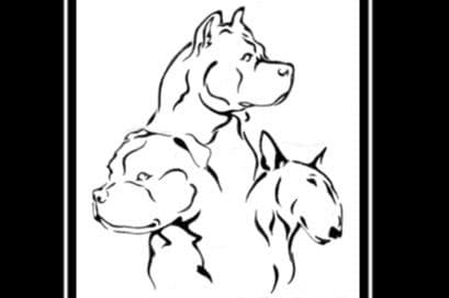 ADORABULL 38+yr EXPERIENCED Silver Achievement Level BREEDER OF MERIT breeder image 20