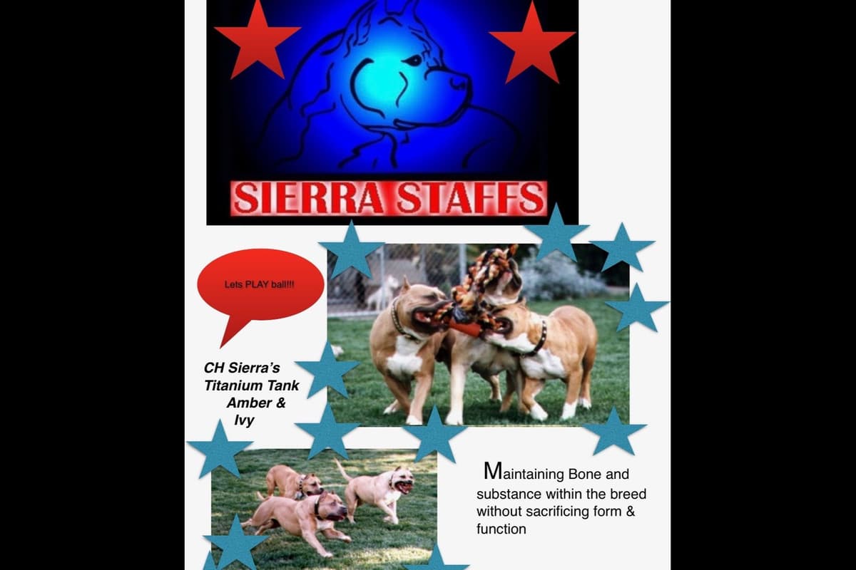 ADORABULL 38+yr EXPERIENCED Silver Achievement Level BREEDER OF MERIT breeder image 7
