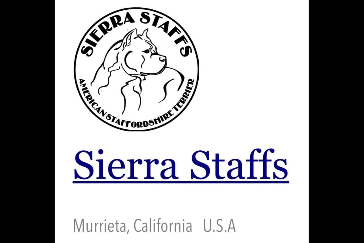 ADORABULL 38+yr EXPERIENCED Silver Achievement Level BREEDER OF MERIT breeder image 42