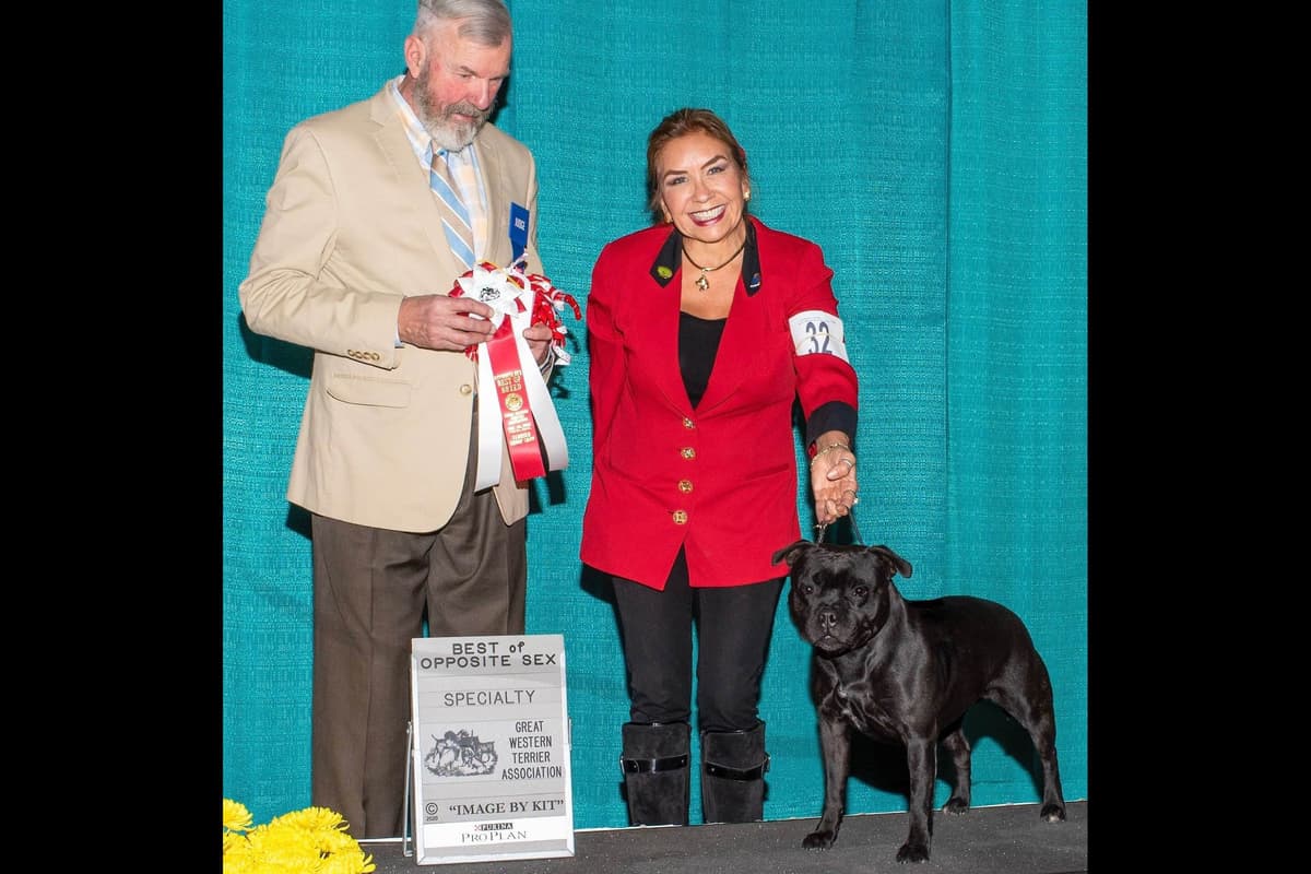 ADORABULL 38+yr EXPERIENCED Silver Achievement Level BREEDER OF MERIT breeder image 28