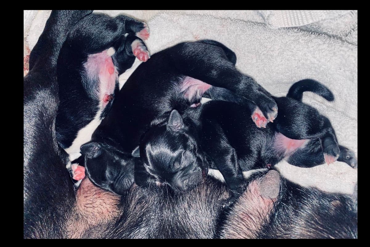 ADORABULL 38+yr EXPERIENCED Silver Achievement Level BREEDER OF MERIT breeder image 30