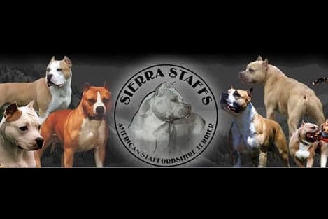 ADORABULL 38+yr EXPERIENCED Silver Achievement Level BREEDER OF MERIT breeder image 1