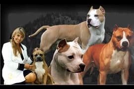 ADORABULL 38+yr EXPERIENCED Silver Achievement Level BREEDER OF MERIT breeder image 2