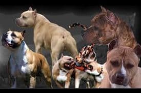 ADORABULL 38+yr EXPERIENCED Silver Achievement Level BREEDER OF MERIT breeder image 3