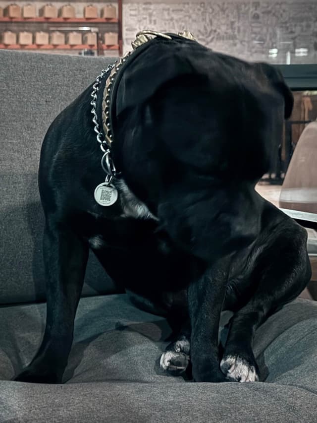 ADORABULL 38+yr EXPERIENCED Silver Achievement Level BREEDER OF MERIT media 4