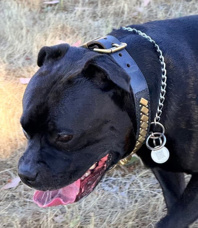 ADORABULL 38+yr EXPERIENCED Silver Achievement Level BREEDER OF MERIT media 7