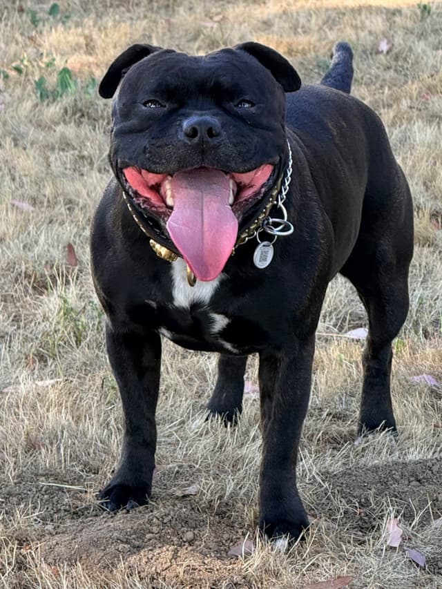 ADORABULL 38+yr EXPERIENCED Silver Achievement Level BREEDER OF MERIT media 10