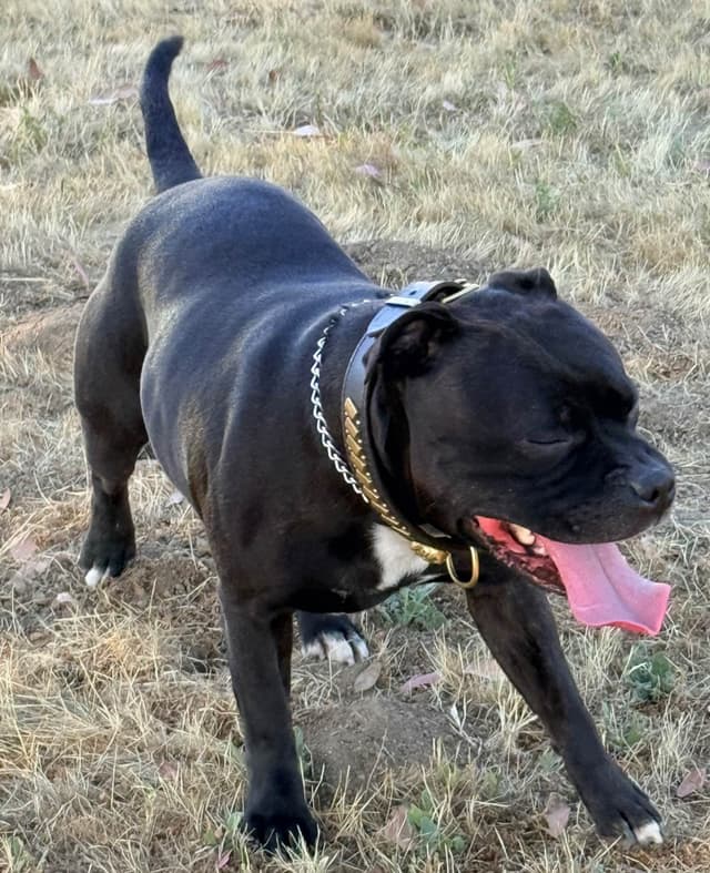 ADORABULL 38+yr EXPERIENCED Silver Achievement Level BREEDER OF MERIT media 8