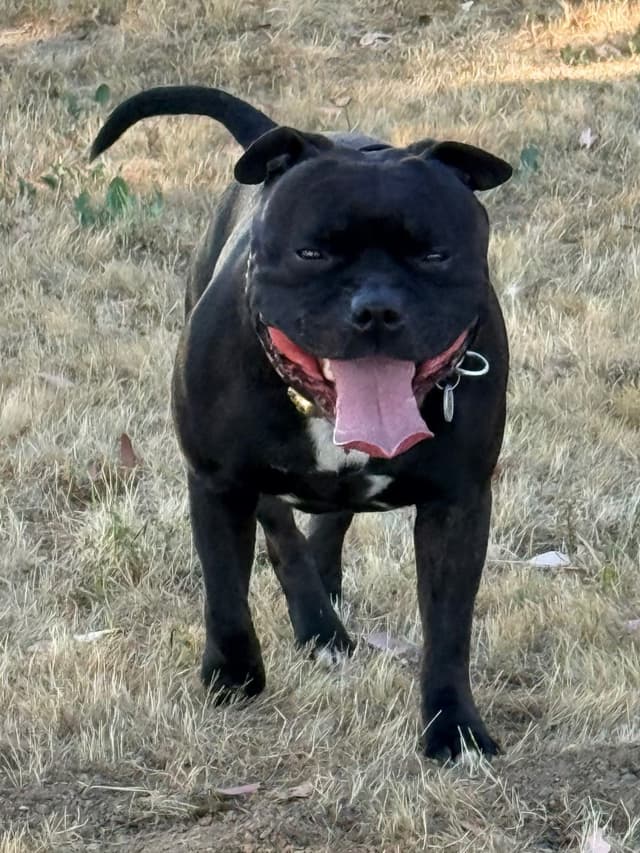 ADORABULL 38+yr EXPERIENCED Silver Achievement Level BREEDER OF MERIT media 11