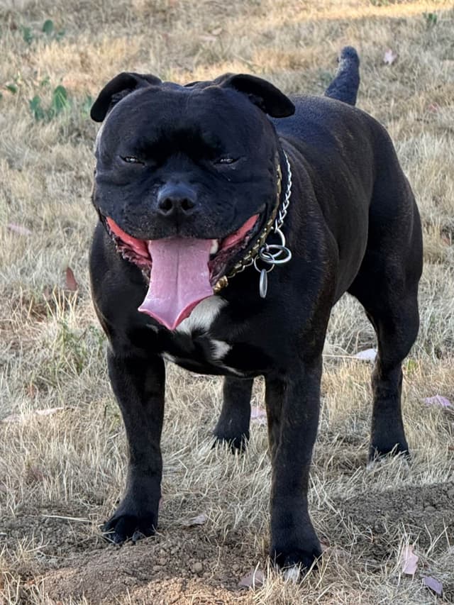 ADORABULL 38+yr EXPERIENCED Silver Achievement Level BREEDER OF MERIT media 12