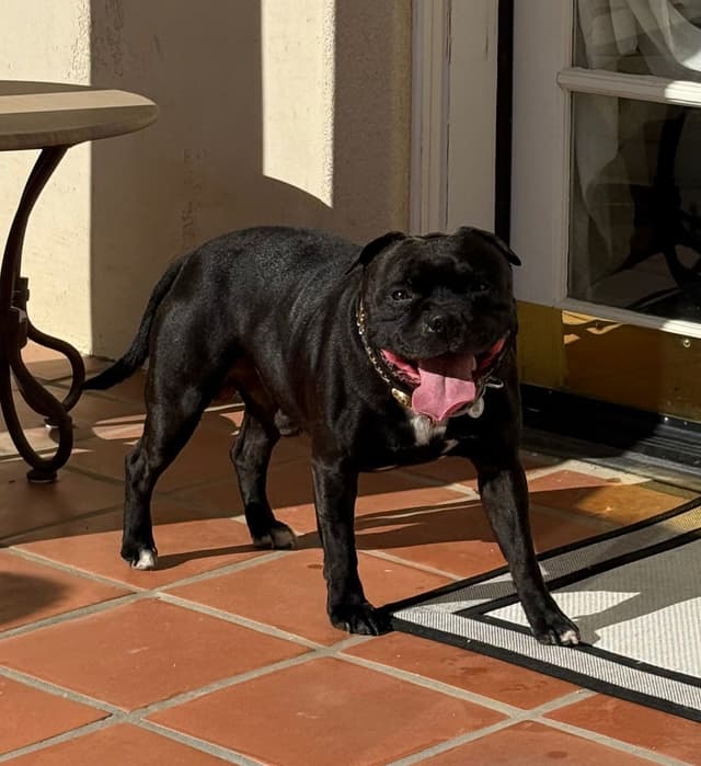 ADORABULL 38+yr EXPERIENCED Silver Achievement Level BREEDER OF MERIT media 9