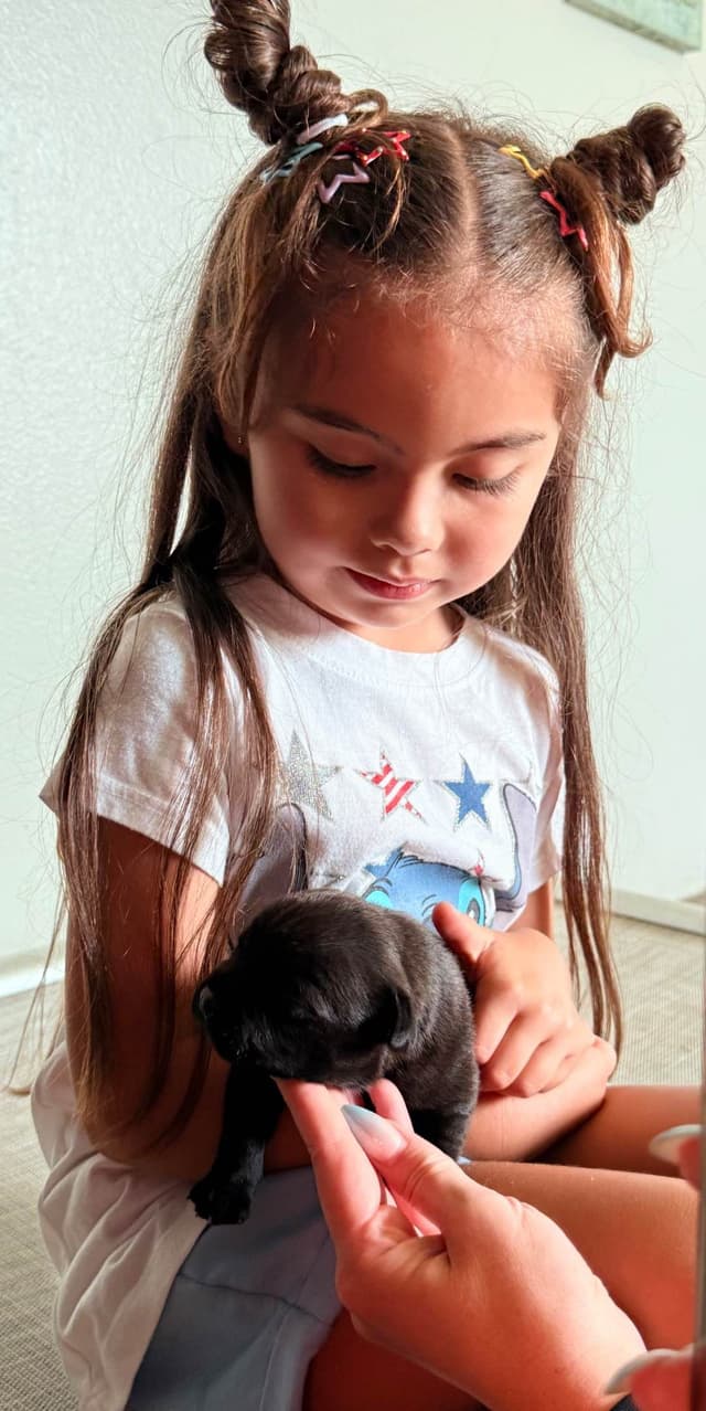 ADORABULL  38+yr EXPERIENCED Silver Achievement Level BREEDER OF MERIT media 3