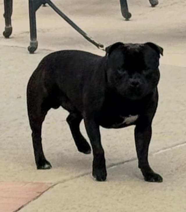 ADORABULL  38+yr EXPERIENCED Silver Achievement Level BREEDER OF MERIT media 4
