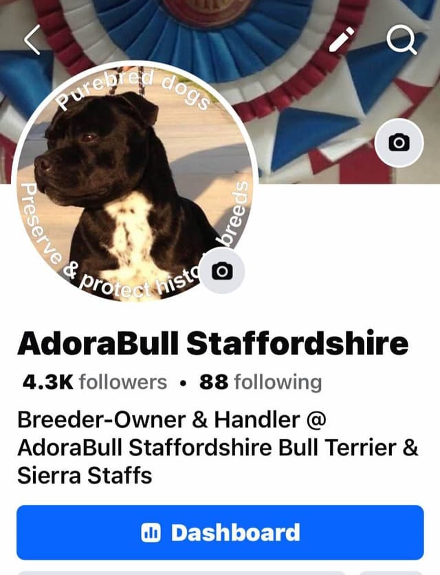 ADORABULL  38+yr EXPERIENCED Silver Achievement Level BREEDER OF MERIT media 11