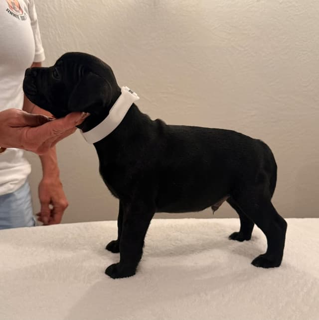ADORABULL 38+yr EXPERIENCED Silver Achievement Level BREEDER OF MERIT media 16