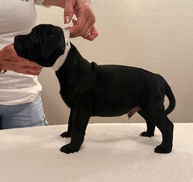 ADORABULL 38+yr EXPERIENCED Silver Achievement Level BREEDER OF MERIT media 17