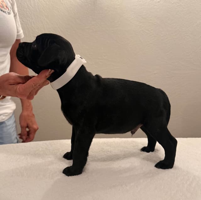 ADORABULL 38+yr EXPERIENCED Silver Achievement Level BREEDER OF MERIT media 20