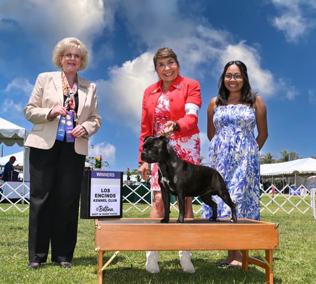 ADORABULL  38+yr EXPERIENCED Silver Achievement Level BREEDER OF MERIT media 14