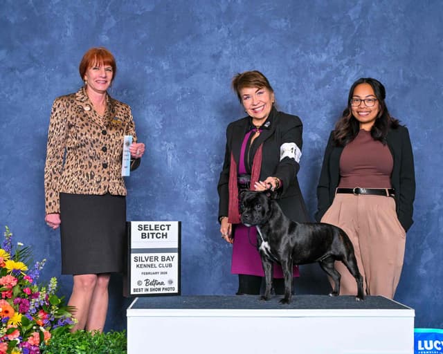 ADORABULL  38+yr EXPERIENCED Silver Achievement Level BREEDER OF MERIT media 16