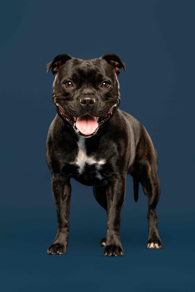 ADORABULL  38+yr EXPERIENCED Silver Achievement Level BREEDER OF MERIT media 18