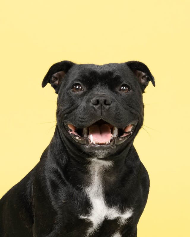 ADORABULL  38+yr EXPERIENCED Silver Achievement Level BREEDER OF MERIT media 19