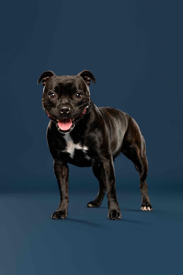 ADORABULL  38+yr EXPERIENCED Silver Achievement Level BREEDER OF MERIT media 20