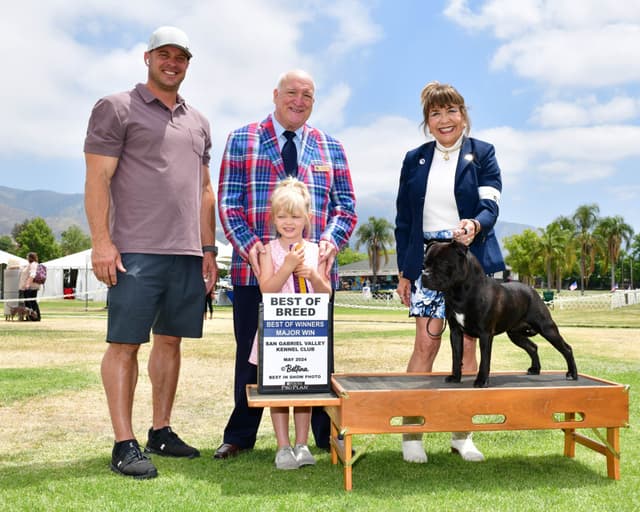 ADORABULL  38+yr EXPERIENCED Silver Achievement Level BREEDER OF MERIT media 9