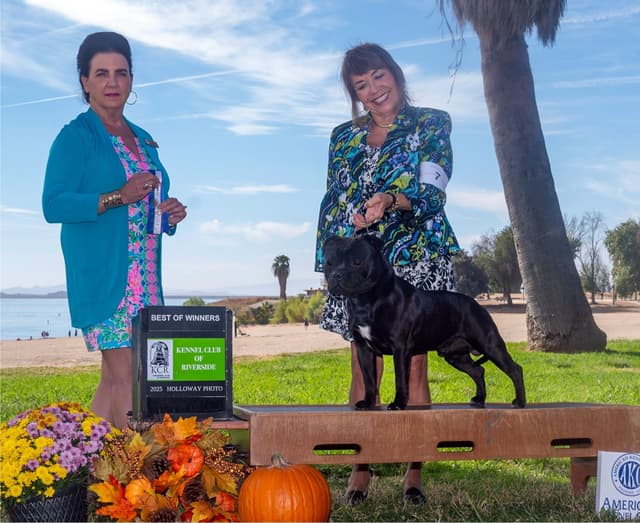 ADORABULL  38+yr EXPERIENCED Silver Achievement Level BREEDER OF MERIT media 5