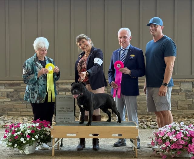 ADORABULL  38+yr EXPERIENCED Silver Achievement Level BREEDER OF MERIT media 10