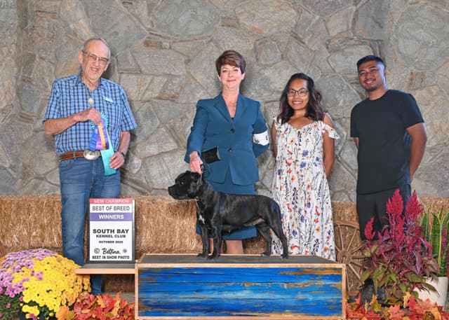 ADORABULL  38+yr EXPERIENCED Silver Achievement Level BREEDER OF MERIT media 24