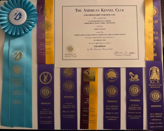 ADORABULL  38+yr EXPERIENCED Silver Achievement Level BREEDER OF MERIT media 27