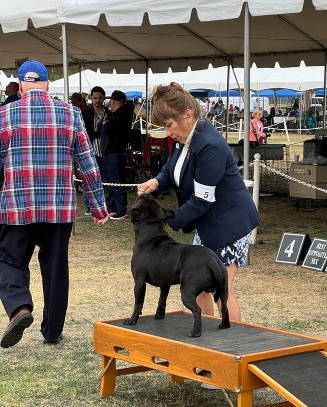 ADORABULL  38+yr EXPERIENCED Silver Achievement Level BREEDER OF MERIT media 7