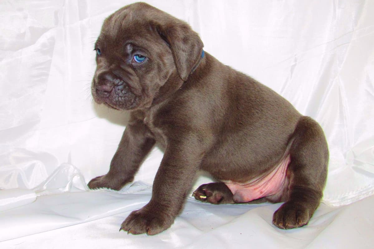 Huge Cane Corso pups breeder image 41