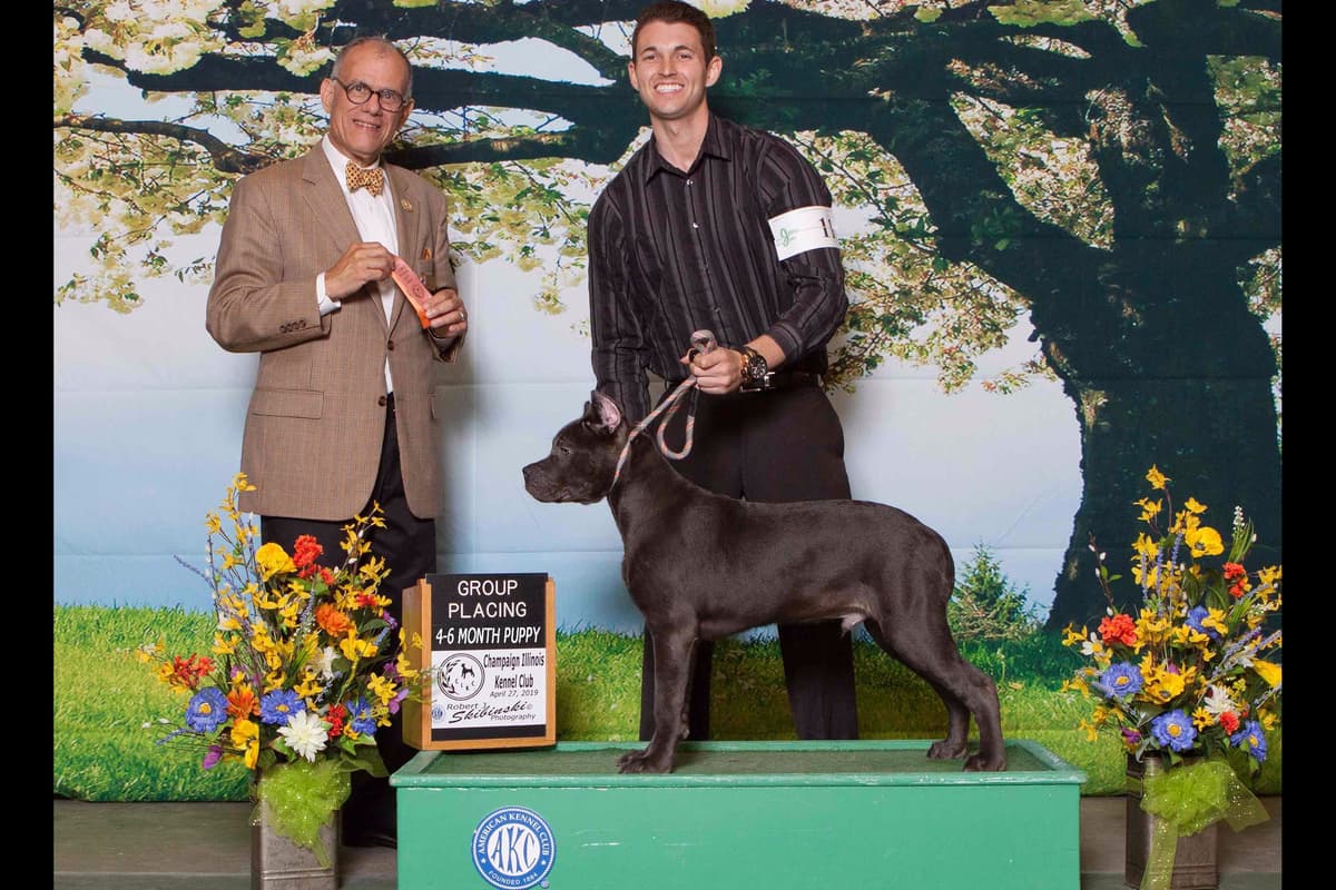 Huge Cane Corso pups breeder image 18