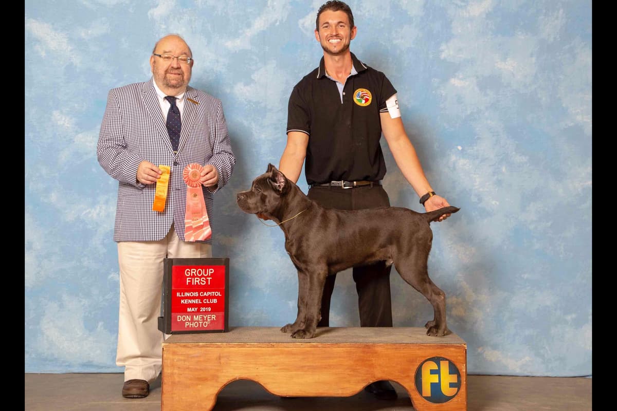 Huge Cane Corso pups breeder image 19