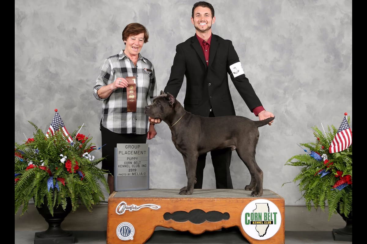 Huge Cane Corso pups breeder image 17