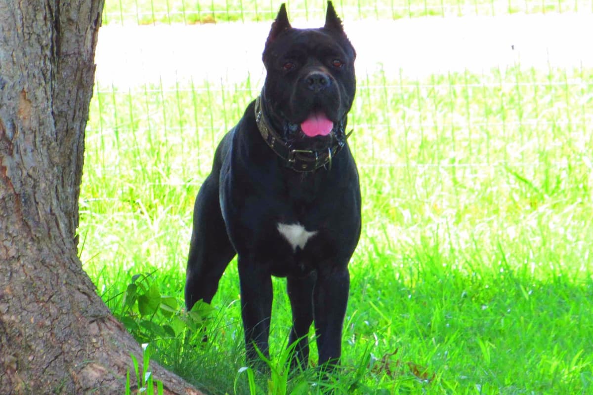 Huge Cane Corso pups breeder image 39