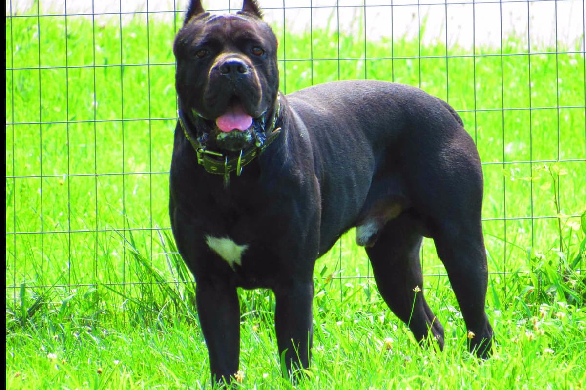 Huge Cane Corso pups breeder image 44