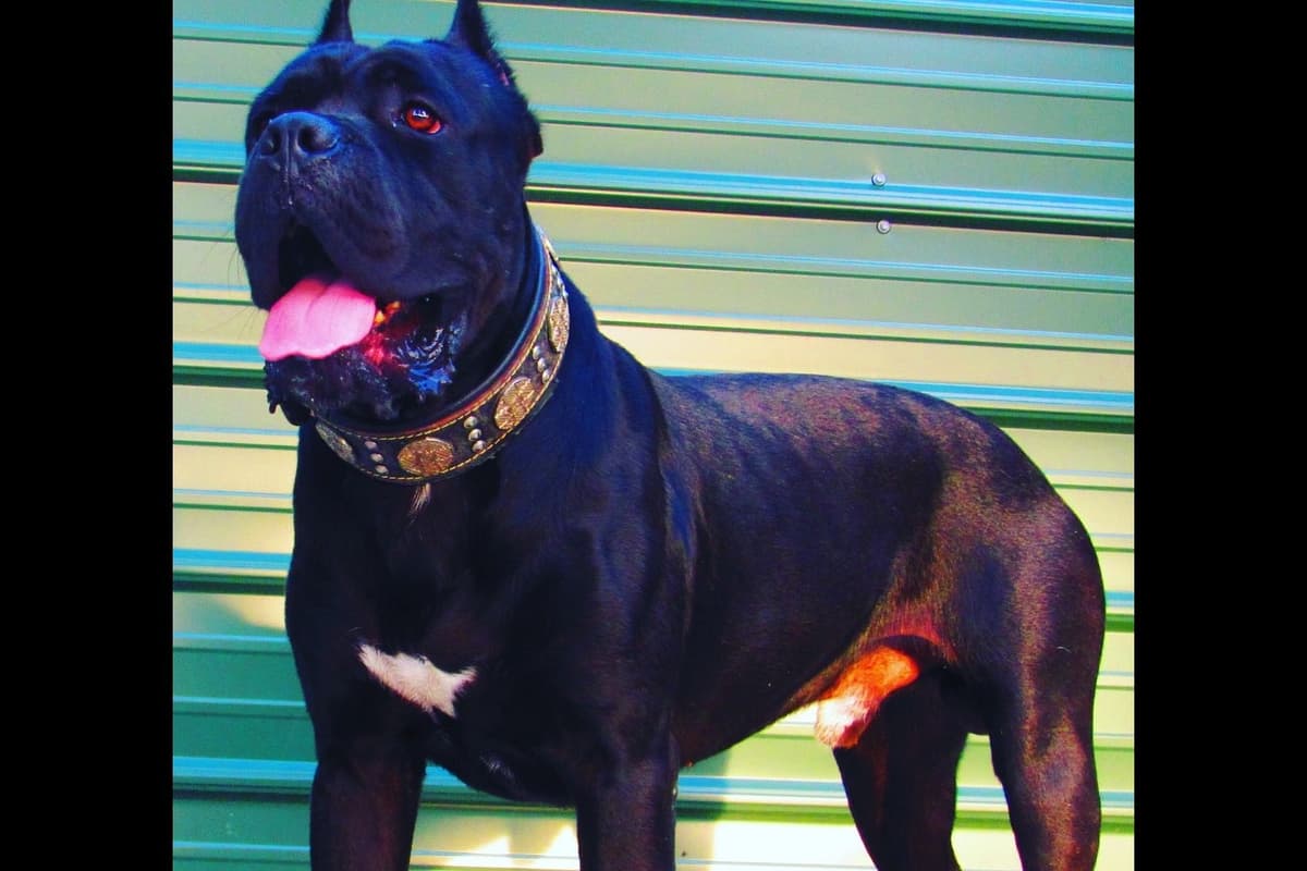 Huge Cane Corso pups breeder image 34