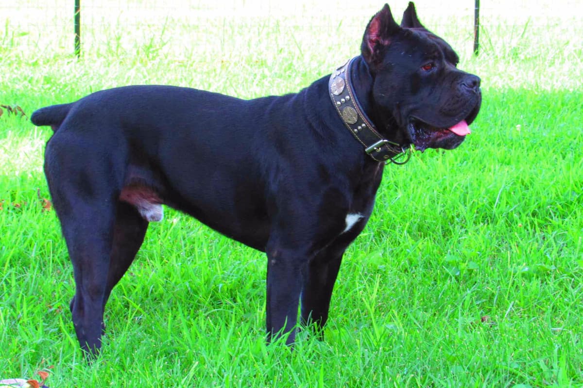Huge Cane Corso pups breeder image 36