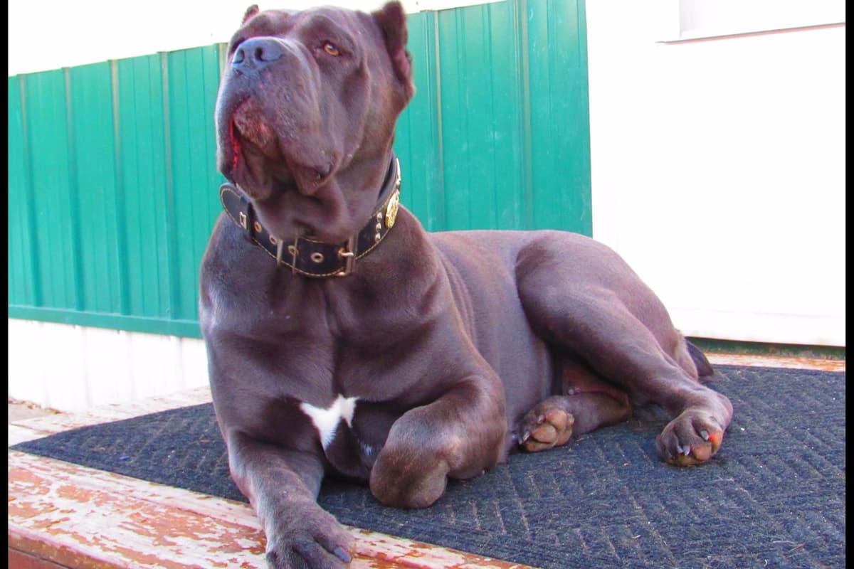 Huge Cane Corso pups breeder image 38