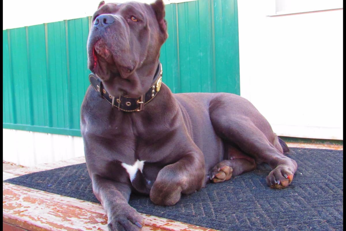 Huge Cane Corso pups breeder image 46